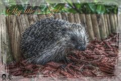 Shy like a Igel