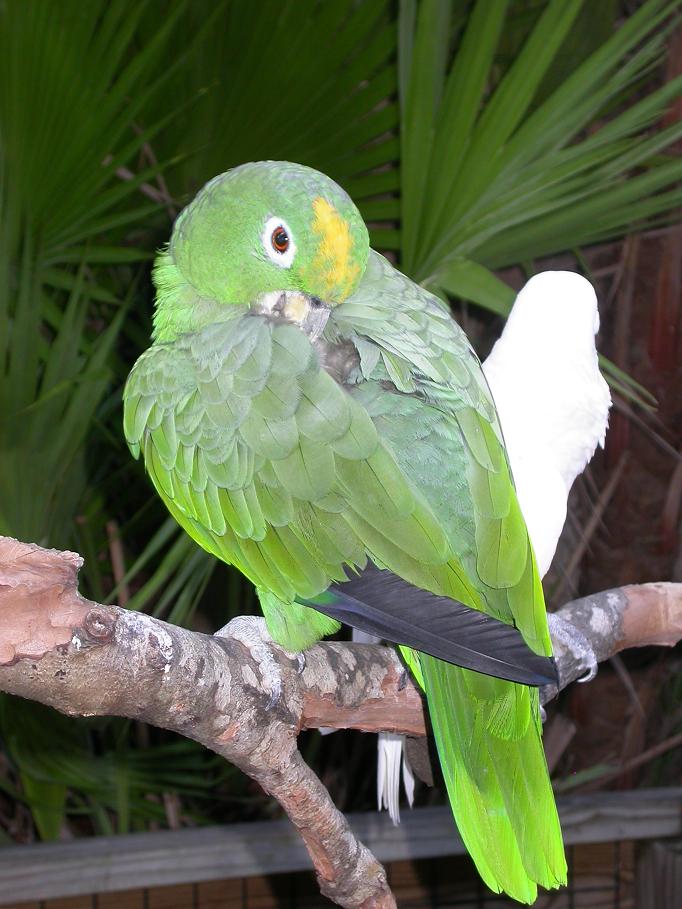 shy parrot