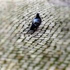 Shy pigeon