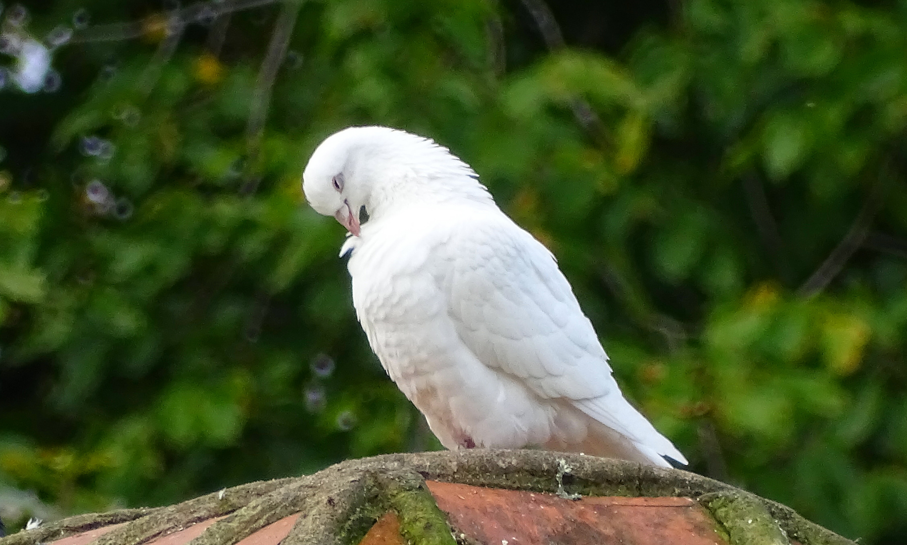 Shy pigeon