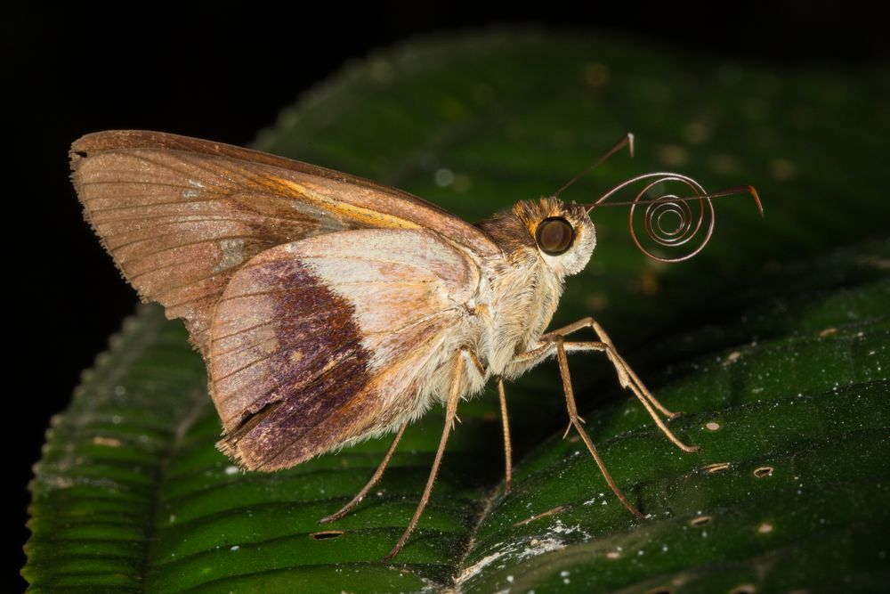 Shy Saliana (Saliana longirostris)