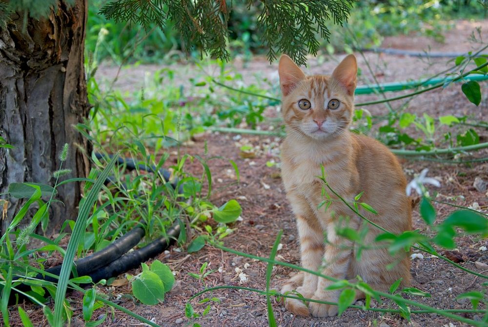 shy stray cat