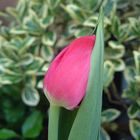 SHY TULIP