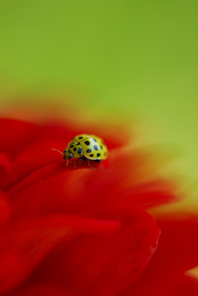 Si belle en jaune