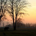 .... si fà buio, e Lui si incammina verso la Tana dell'Orso