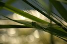 Si jeune et déjà sous les feux de la lumière... de RL des bois 