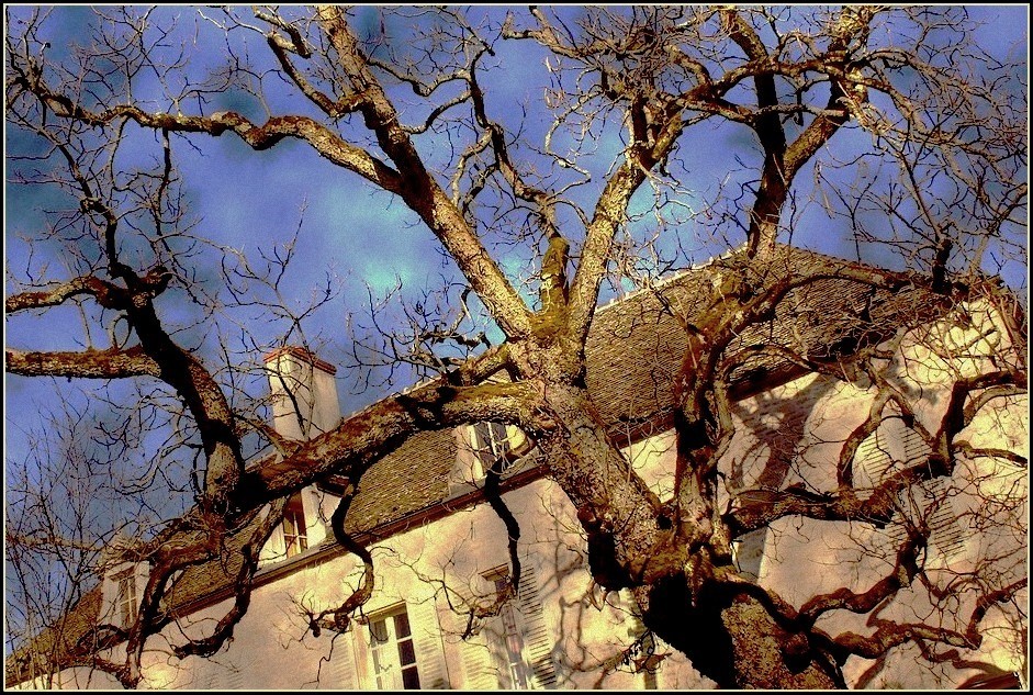 Si la maison bascule, l'arbre reste debout.