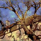 Si la maison bascule, l'arbre reste debout.