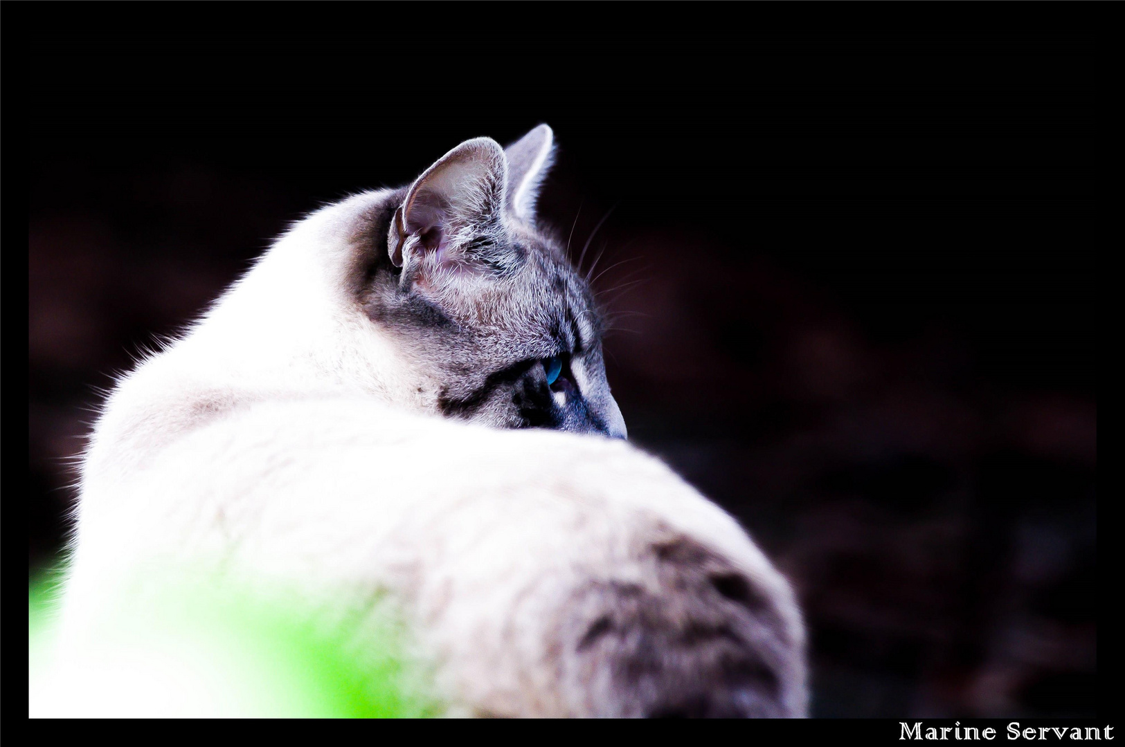 « Si l’on pouvait croiser l’homme et le chat, ça améliorerait l’homme, mais ça dégraderait le chat>>