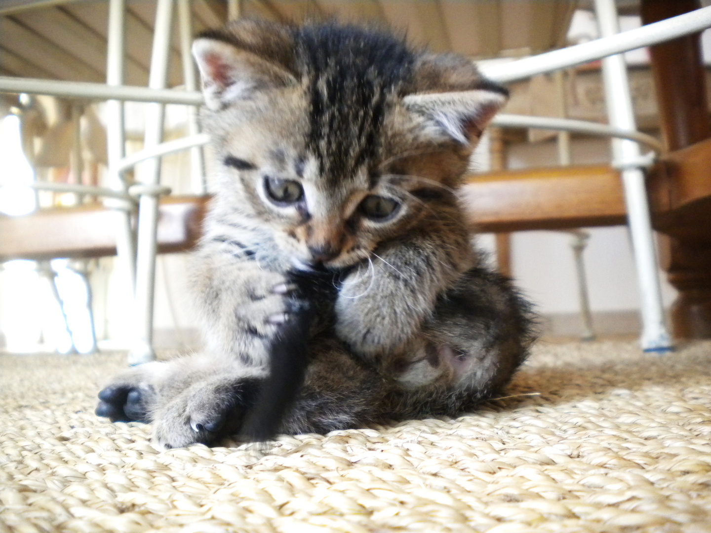 Si l'on pouvait croiser l'homme et le chat, ça améliorerait l'homme, mais ça dégraderait le chat.