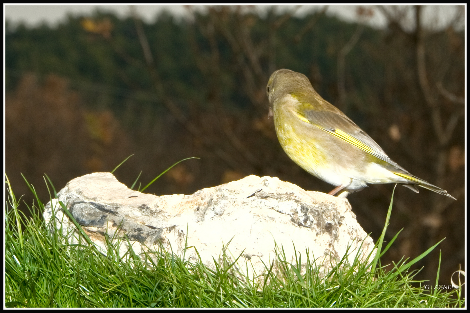 si on pouvait me donner le non de cet oiseau