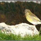 si on pouvait me donner le non de cet oiseau