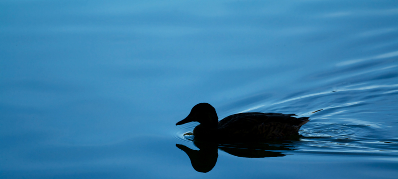 Si par l'ombre de ce canard .......