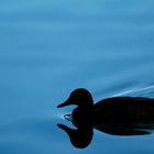 Si par l'ombre de ce canard .......