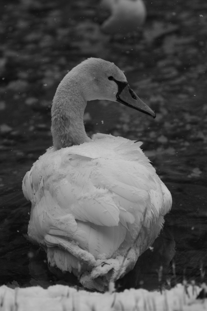 Si par une nuit d'hiver , un cygne ..... ( cf: Si par une nuit d'hiver , un voyageur)