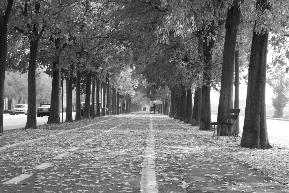 si sta come d'autunno sugli alberi le foglie di carolinavc 