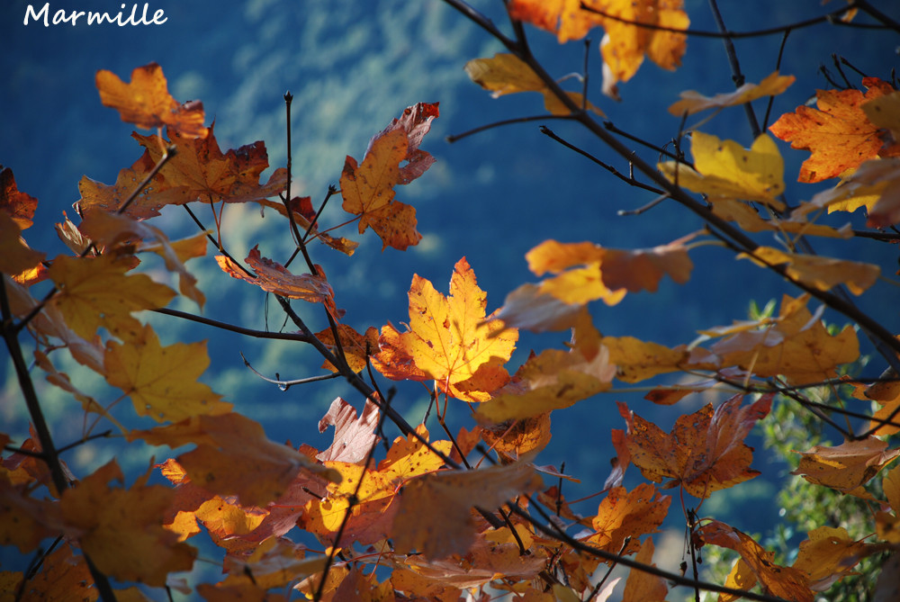 si stà come in autunno sugli alberi le foglie