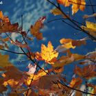 si stà come in autunno sugli alberi le foglie