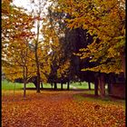 SI STA,COME D'AUTUNNO,SUGLI ALBERI,LE FOGLIE....