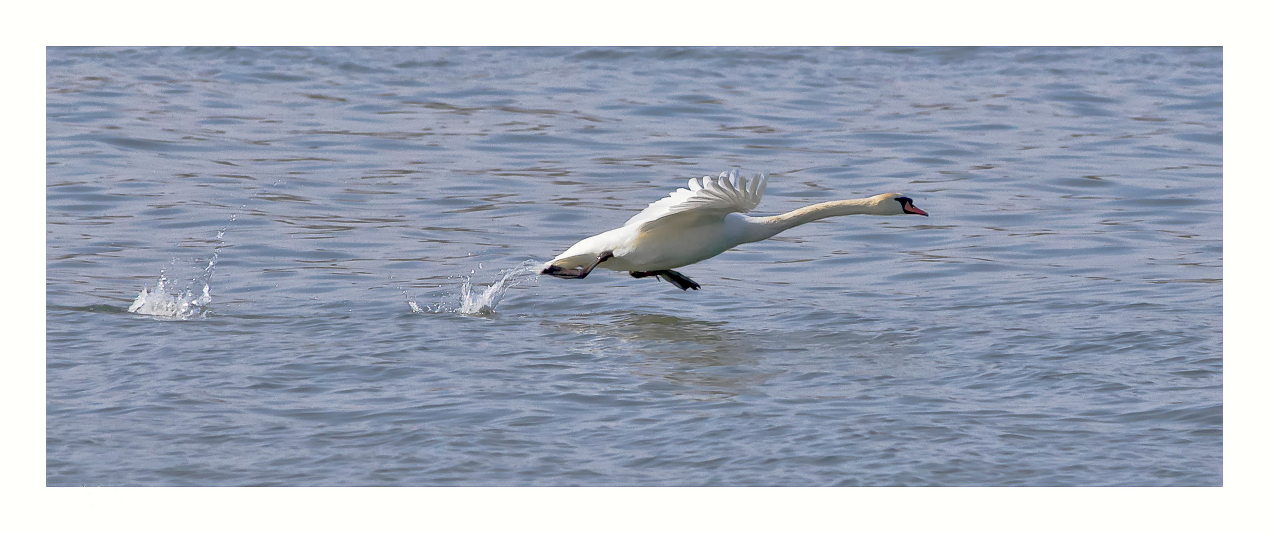 Si tu cours......c'est bon cygne !!!!