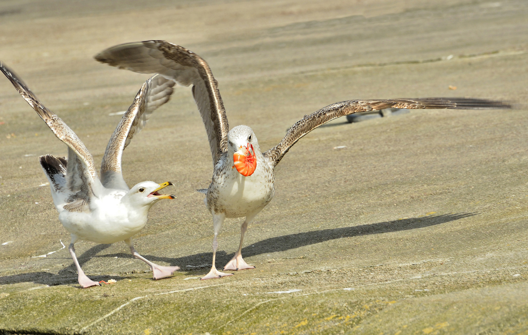 si votre ramage se rapporte à votre plumage........