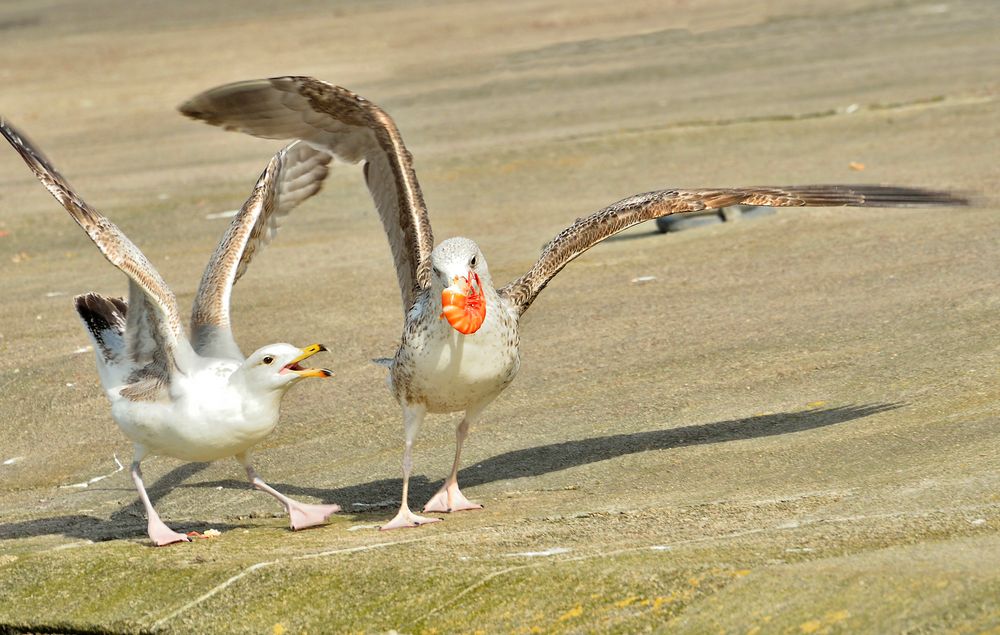 si votre ramage se rapporte à votre plumage........