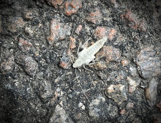 Si vous trouvez ........