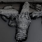 Siam- Krokodil ( Crocodylus siamensis )