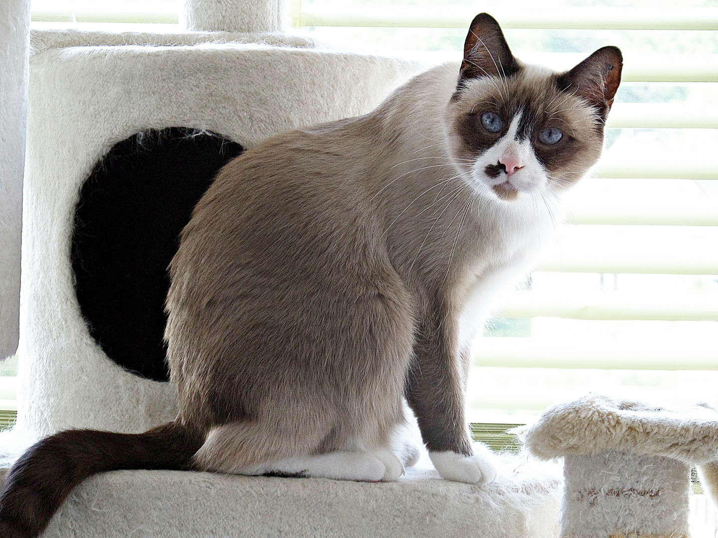 Siam Mix Rohan Foto Bild Tiere Haustiere Katzen Bilder Auf Fotocommunity