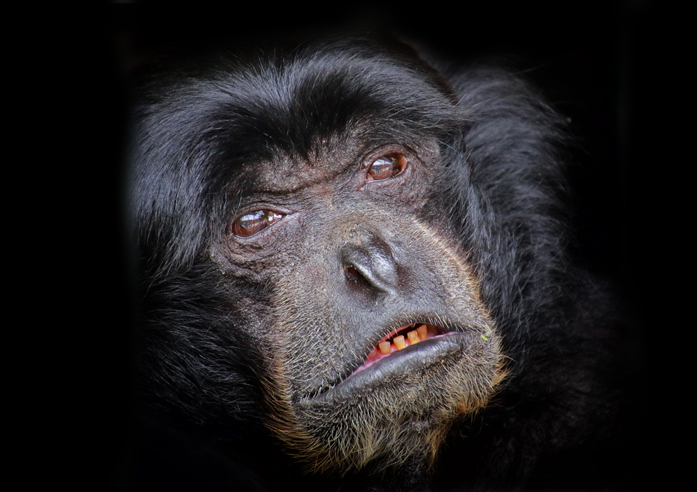 Siamang