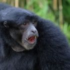 Siamang