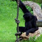 Siamang