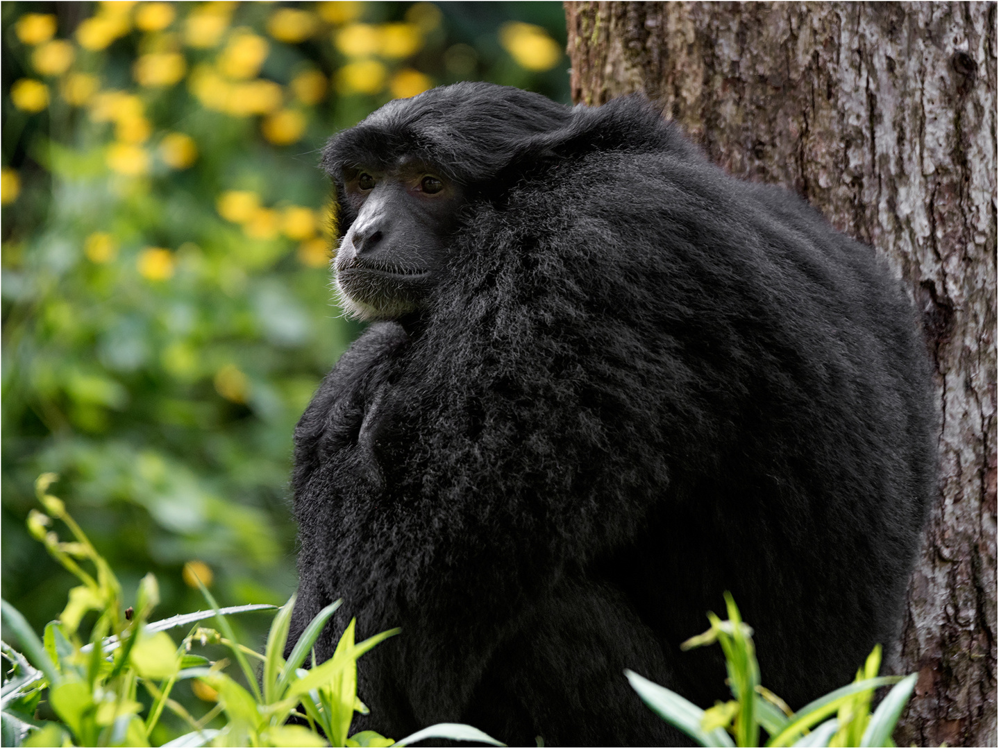 Siamang