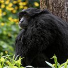 Siamang