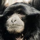 Siamang