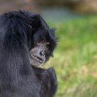 Siamang