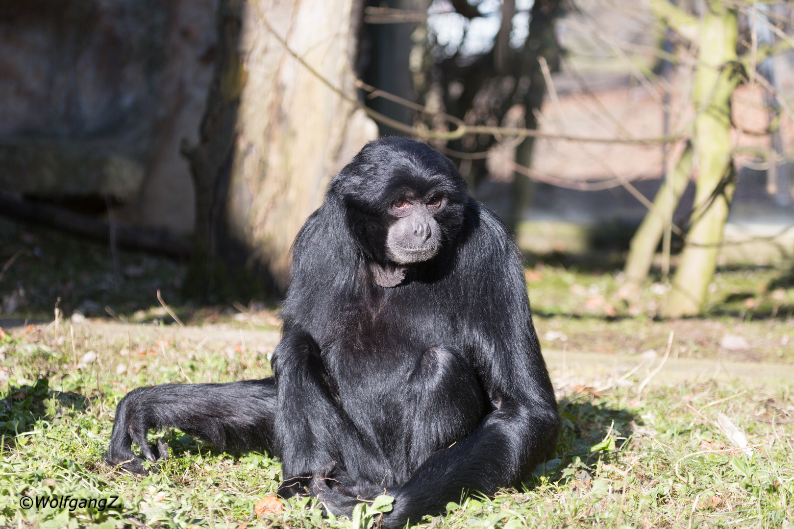 Siamang