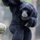 Siamang