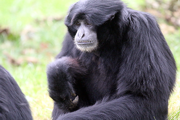 Siamang