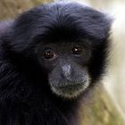 Siamang - Ob er traurig ist?