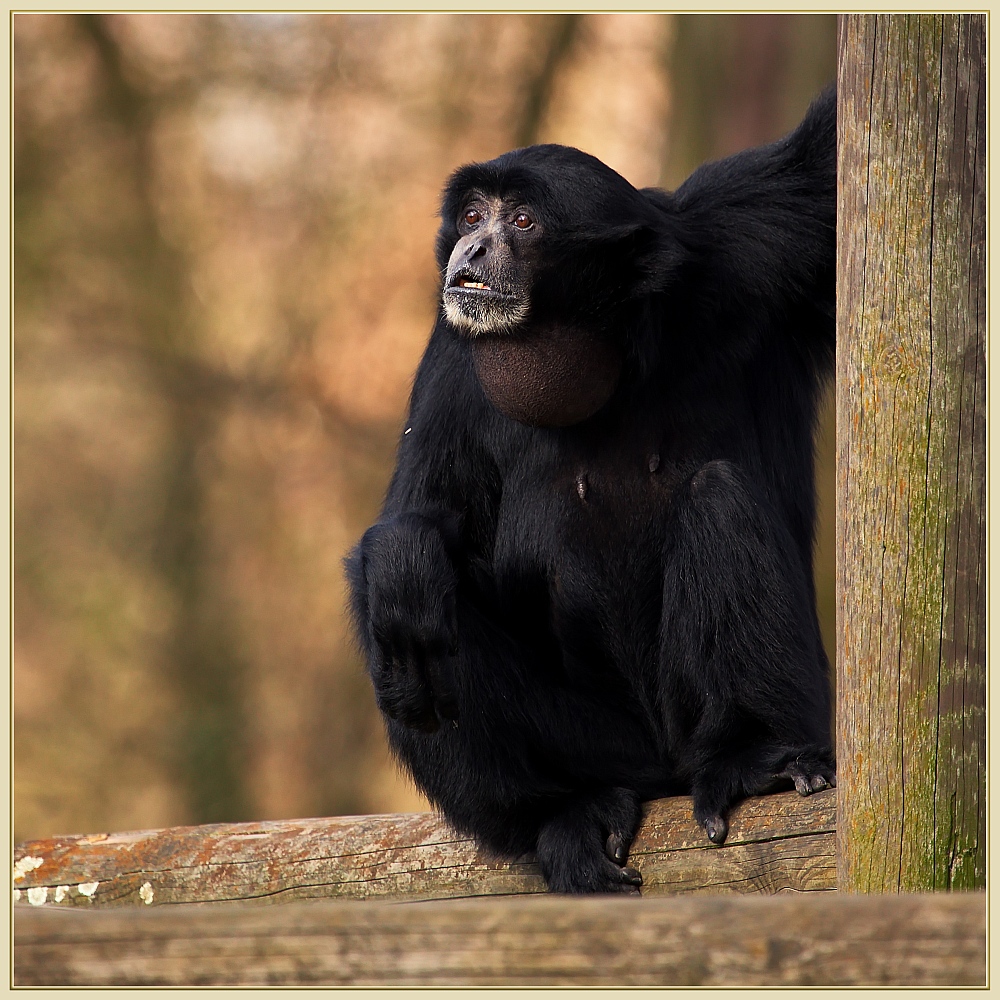 Siamang-Weibchen während .....