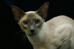 Siamese