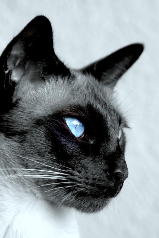 Siamese