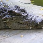 Siamese crocodile