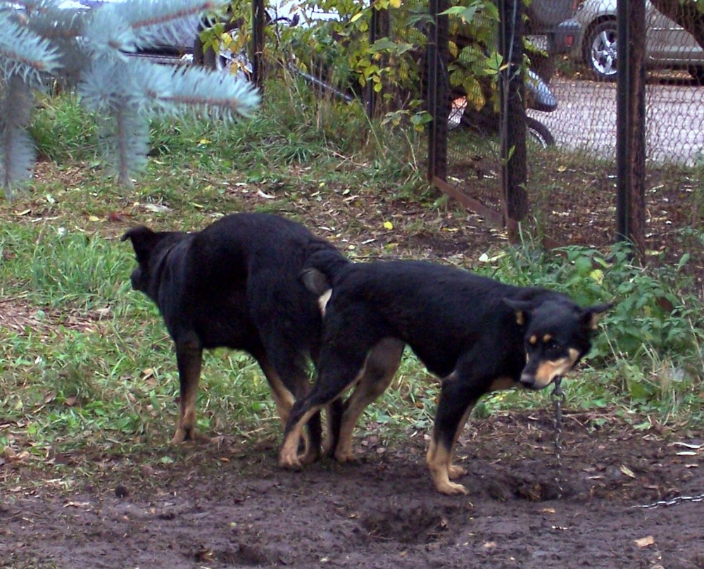 Siamesische Hunde