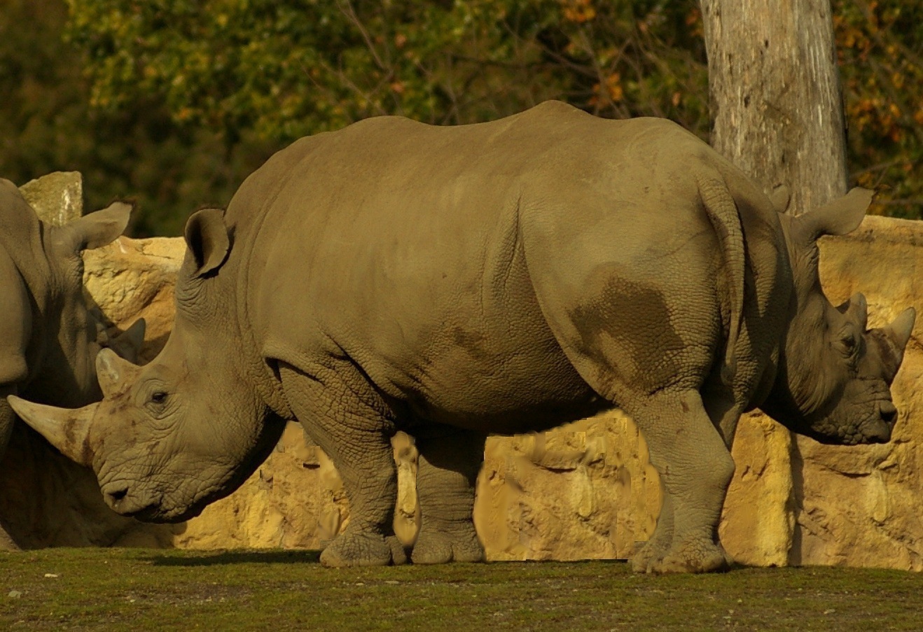 Siamesische Nashorn-Zwillinge