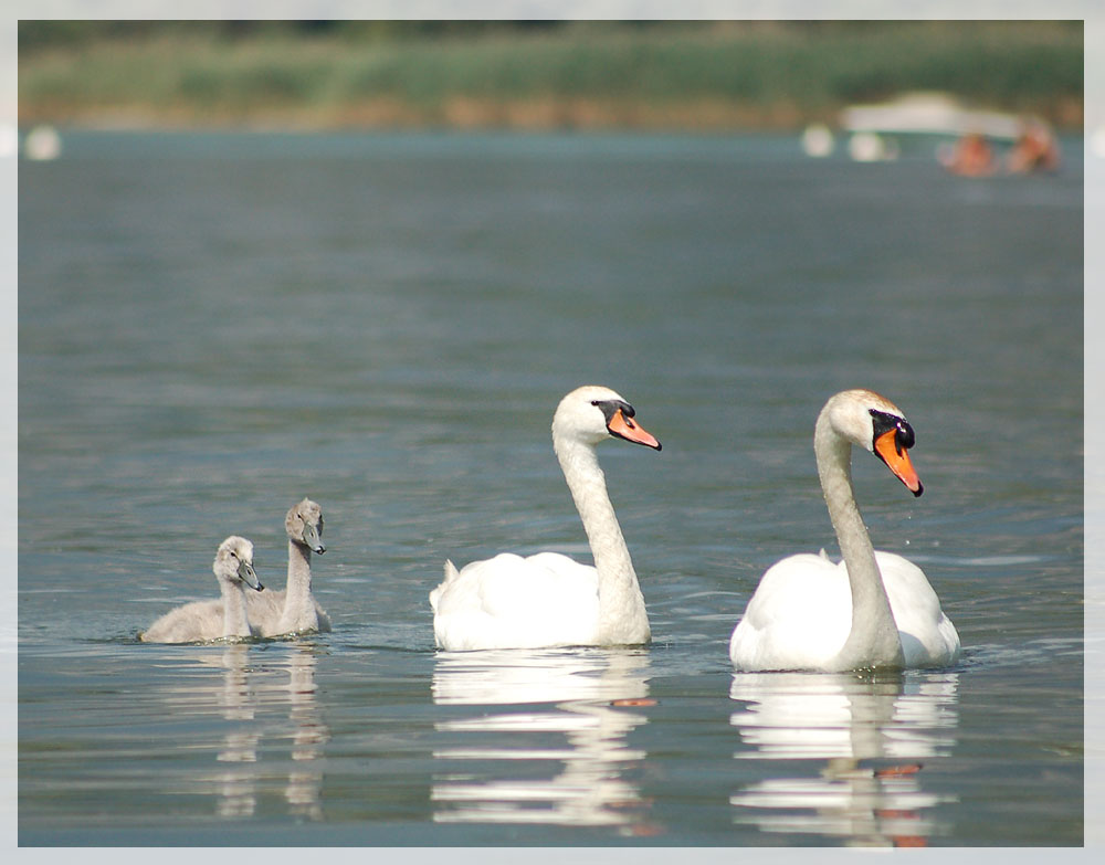 siamesische Schwanenbabys