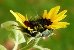 Siamesische Sonnenblume(n) I