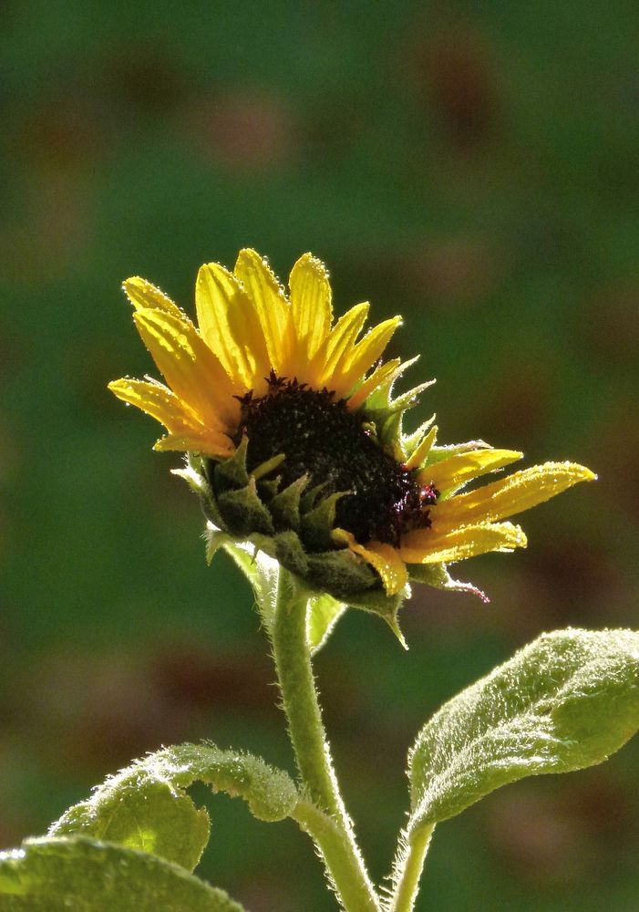 Siamesische Sonnenblume(n) II