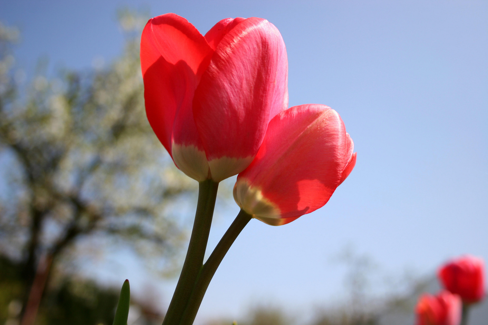 Siamesische Tulpe